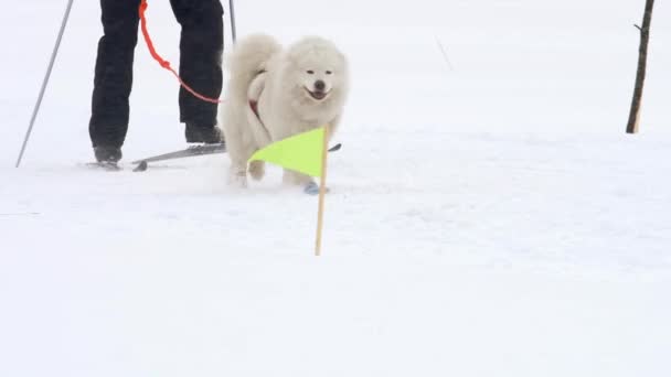 Husky cão e homem atleta durante competições de skijoring — Vídeo de Stock