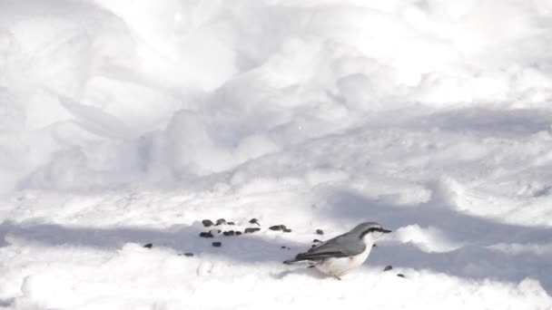 Les oiseaux mangent des graines de tournesol — Video