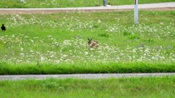 Заяц возле взлетно-посадочной полосы аэропорта Дюссельдорфа — стоковое видео