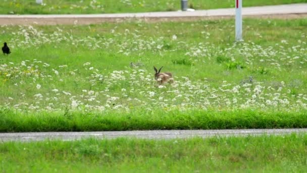 Jänis lähellä kiitotien Düsseldorfin lentokenttä — kuvapankkivideo