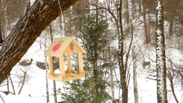 Alimentatore di uccelli nel parco — Video Stock