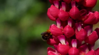 Bumblebee üzerinde kırmızı Lupine çiçek