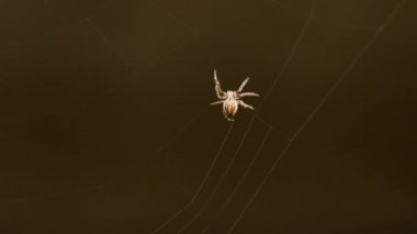 bir web Spider örgüleri