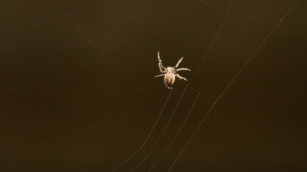 거미는 웹을 치 게 되죠 — 비디오