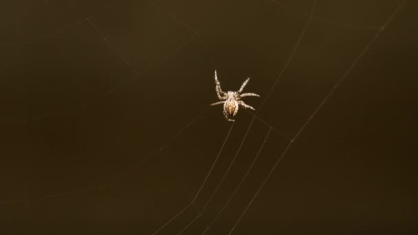 Spider tisse une toile 