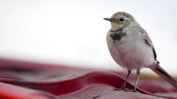 White wagtail -Motacilla alba- on a roof — Stock Video