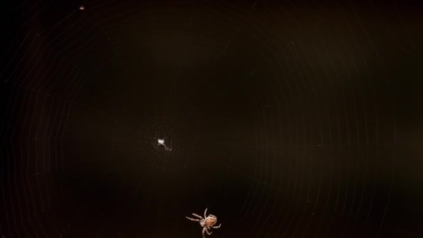 Spider spřádá web — Stock video