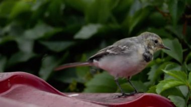 Beyaz wagtail -Motacilla alba- bir çatı üzerinde