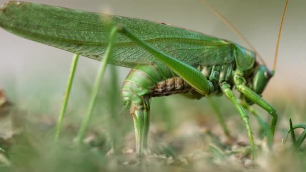 Grande gafanhoto verde fêmea coloca ovos — Vídeo de Stock