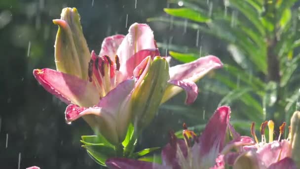 下大雨的粉色百合花卉。 — 图库视频影像