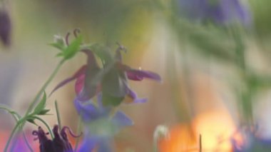 Bumblebee aquilegia çiçek