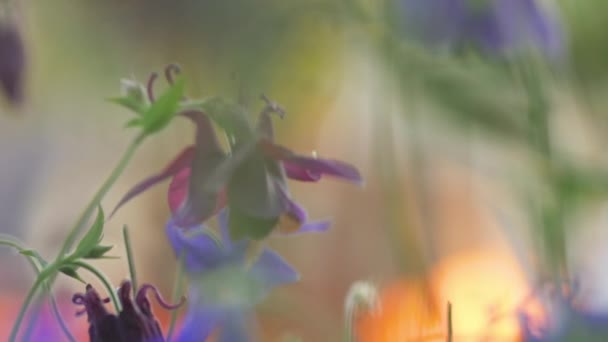 Bourdon sur fleur aquilegia 