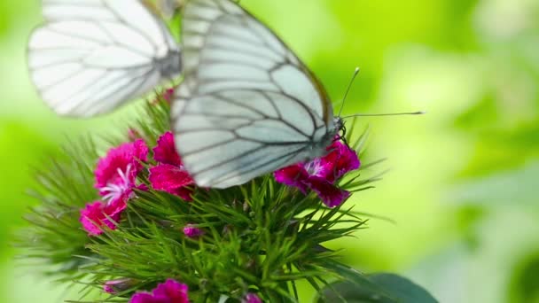 Black veined white butterfly — Stock Video