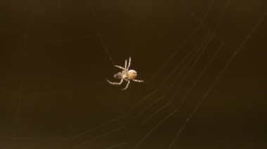 bir web Spider örgüleri