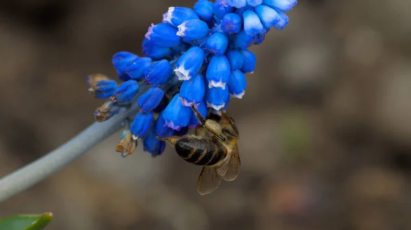 Пчела на цветке мускари — стоковое фото