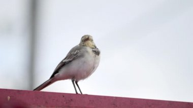 Beyaz kuyruklu Motacilla alba çatıda