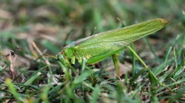 Büyük yeşil çekirge dişi yumurtlar