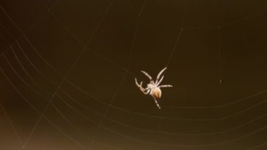 bir web Spider örgüleri