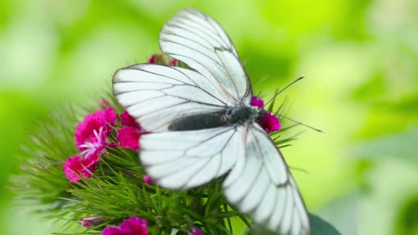 Papillon blanc veiné noir — Video
