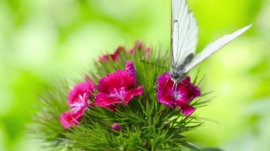 Siyah damarlı beyaz kelebek