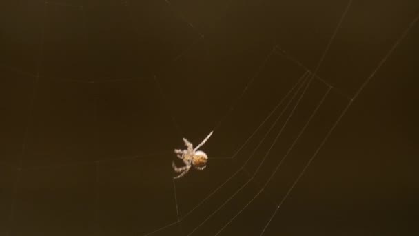 Aranha tece uma teia — Vídeo de Stock