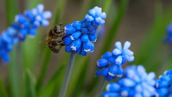 Bee on the Muscari flower — Stock Photo, Image