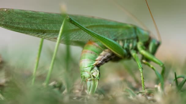 Grande gafanhoto verde fêmea coloca ovos — Vídeo de Stock