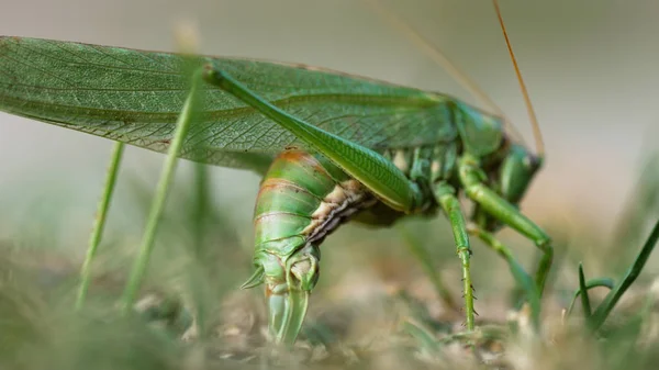 Big green locust — Stock Photo, Image