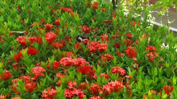 Großer tropischer Schmetterling. — Stockvideo