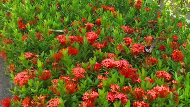 Mariposa tropical grande . — Vídeo de stock