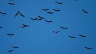 Mavi gökyüzünde Asyalı Openbill kuşları sürüsü