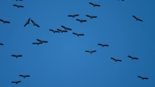 Flock av asiatiska Openbill fåglar i blå himmel — Stockvideo