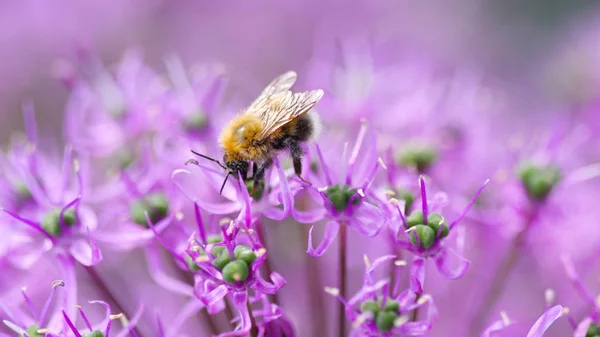 Bumblebee on the onion flower — Stock Photo, Image