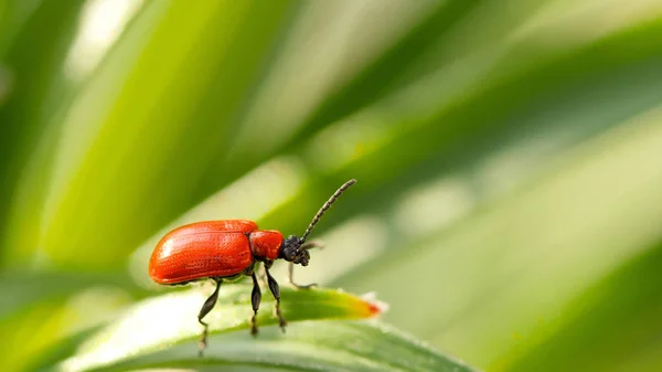 Escarabajo rojo Lilioceris lilii —  Fotos de Stock