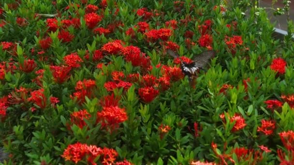 Big tropical butterfly. — Stock Video