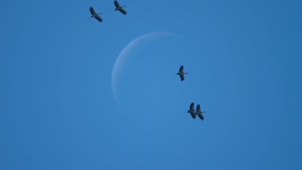 Bandada de aves asiáticas Openbill contra la creciente disminución de la luna — Vídeos de Stock