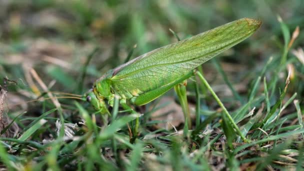 Big Green Locust Female legt eieren — Stockvideo