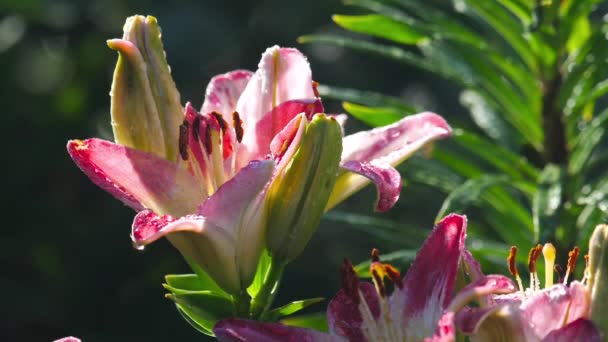 Rosa Lilienblüte nach Regen — Stockvideo