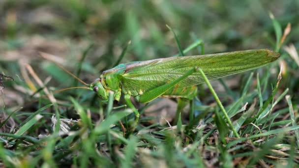Big Green Locust Female legt eieren — Stockvideo