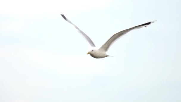Seagull is in flight over an airport — 비디오