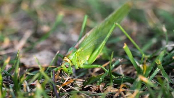 Stora gröna gräshoppor kvinnliga lägger ägg — Stockvideo