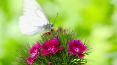 Siyah damarlı beyaz kelebek