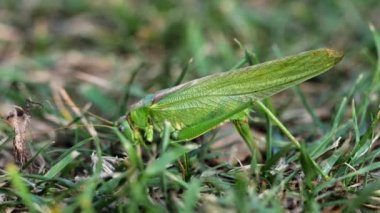 Büyük yeşil çekirge dişi yumurtlar