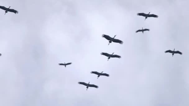 Flock of Asian Openbill birds in blue sky — Stock Video