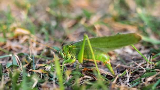 Grande femmina di locuste verde depone le uova — Video Stock