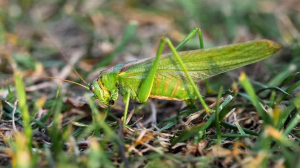 Big green locust female lays eggs — Stock Video