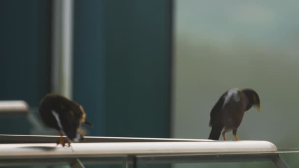 Två gemensamma Myna fåglar - Acridotheres tristis- — Stockvideo