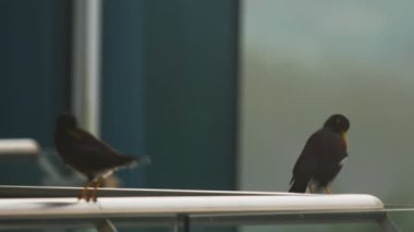 İki ortak Myna kuşlar - Acridotheres tristis-