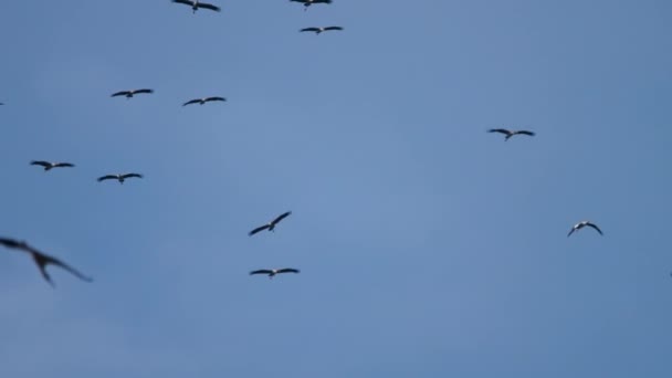 Rebanho de asiáticos Openbill pássaros no céu azul — Vídeo de Stock