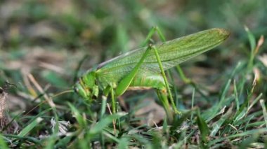 Büyük yeşil çekirge dişi yumurtlar